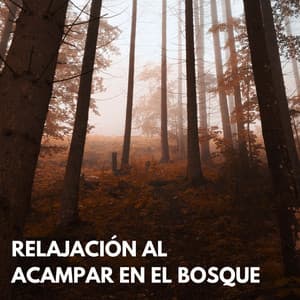 Relajación Al Acampar En El Bosque - Tesoros del bosque