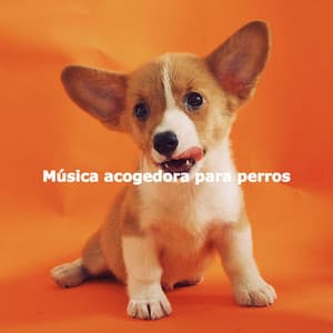 Música acogedora para perros - Morning Calm Playlist