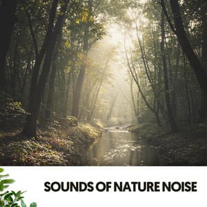 Sounds of Nature Noise: Rain Symphony - Solfeggio Frequencies 528Hz