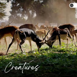 Creatures - Nature Ambience