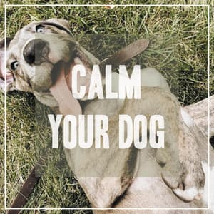 Calming Songs for Dogs - Pet Music