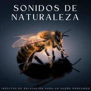 Sonidos De Naturaleza: Inesctos De Relajación Para Un Sueño Profundo - Radio Naturaleza 1