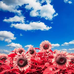 Bgm for Thinking Shadows - Jazz Rilassante Primo