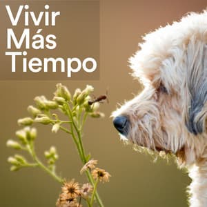 Vivir Más Tiempo - Mascotas tranquilas