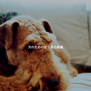 犬のための安らぎの音楽 - Study Jazz