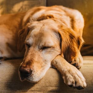 Orquesta Para Mascotas: Melodías Reconfortantes Para Compañeros - Jose Garcia