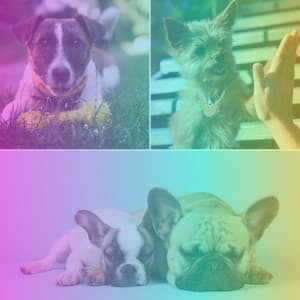 Feelings for Happy Pups - Dog Music Library