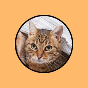 Music for Cats with Rain Sounds and White Noise for Leaving Cats On Their Own - Cat Relaxation