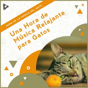 1 Hora de Música Relajante para Gatos - Hora de la Música del Gato