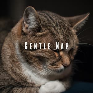 Gentle Nap: Cats' Ambient Music for Rest - Restful Peace
