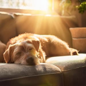 Días De Perro Lofi: Melodías Calmantes Para Caninos - Desayuno suave