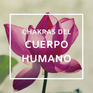 Chakras del Cuerpo Humano: 2 Horas de Música New Age para Practicar Yoga y Meditación - Meditacion Budista Maestros