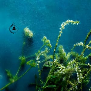 Beneath the Quiet Tide - Calming Water Consort