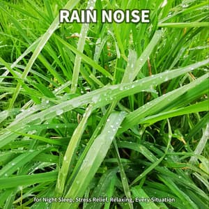 Rain Noise for Night Sleep, Stress Relief, Relaxing, Every Situation - Rain Recordings