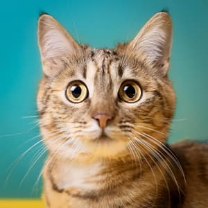 Ritmos Relajantes Para Tardes Calmadas De Gato - Radio Ondas 1