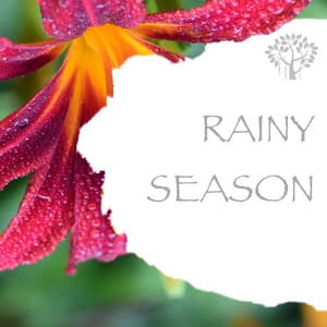Rainy Season - Natural Spirit