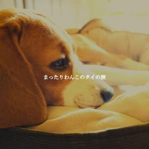 まったりわんこのタイの旅 - Latin Jazz Radio