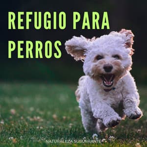 Refugio Para Perros: Naturaleza Susurrante - Hermosos sonidos de la naturaleza