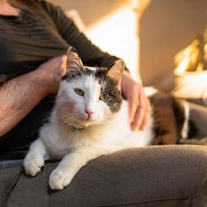 Relajación Lofi Para Gatos: Música Calmante Para Felinos - Frecuencia para