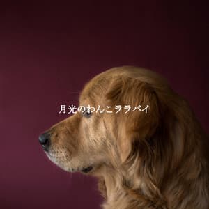 月光のわんこララバイ - Fine Dining Music