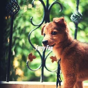 Furry Fun - Musica para Perros