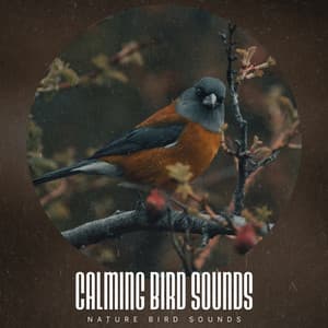 Calming Bird Sounds - Nature Bird Sounds
