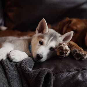 Feelings for Doggy Summer Chilling - Music for Dogs Radio