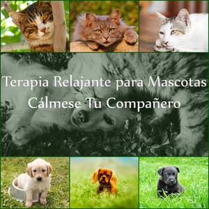 Terapia Relajante para Mascotas: Cálmese Tu Compañero, Música de Piano Suave con Sonidos de la Naturaleza, Terapia de Música para Perros y Gatos, Ayuda para Dormir, Alivio de Estrés - Academia de Música para Animais