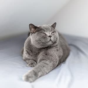 Harmony Purr: Lofi Cat's Calming Feline Soundscapes - Lo-Fi for Sleeping