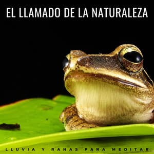 El Llamado De La Naturaleza: Lluvia Y Ranas Para Meditar - Meditación Lluvia Sonidos