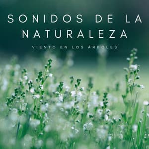 Sonidos De La Naturaleza: El Viento En Los Árboles - Meditación Tántrica ASMR