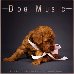 Dog Music: Calm Sleeping Dog and Guitar Pet Anxiety Music - Music For Dogs