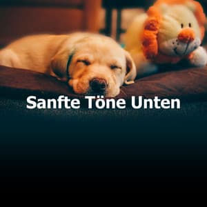 Sanfte Töne Unten - Hundemusikk