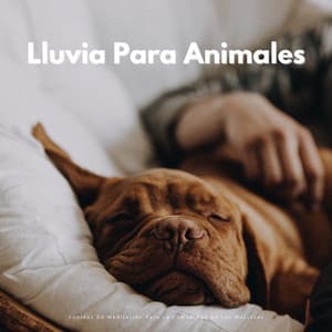 Lluvia Para Animales: Sonidos De Meditación Para La Comodidad De Las Mascotas - Lluvia y frío