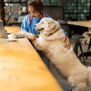 Cafe Jazz Tails: Pets and Coffee Shop Ambient Echoes - Instrumental Chill Jazz