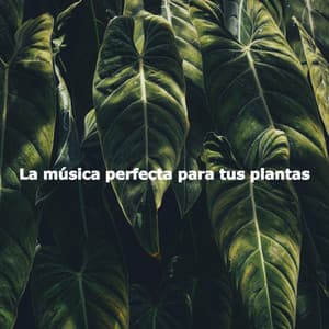 La música perfecta para tus plantas - Cafe Musica Clasicos