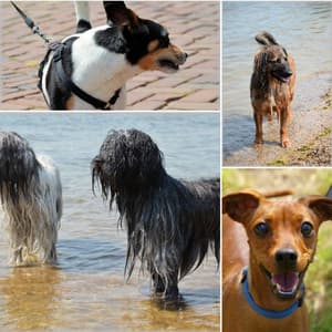 Feelings for Sweetest Dogs - Relaxing Dog Music Playlists