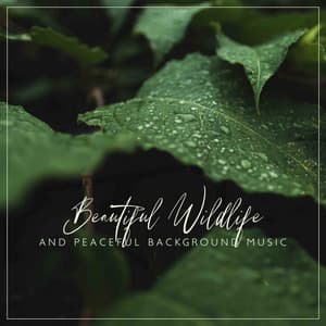 Beautiful Wildlife and Peaceful Background Music for Mindfulness Therapy and Breathing Exercises - Hypnosis Nature Sounds Universe