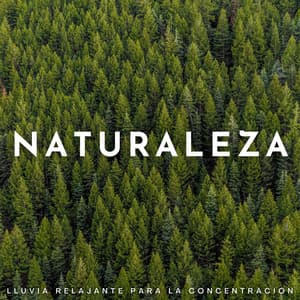 Naturaleza: Lluvia Relajante Para La Concentración - Registradores de lluvia