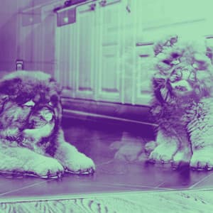 Bossa Nova Piano Duo - Bgm for Autumn and Puppies - Dog Music Radio