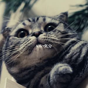 いい気分 - Smooth Jazz New York Collective