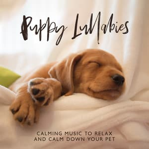 Puppy Lullabies – Calming Music to Relax and Calm Down Your Pet - Pet Care Club