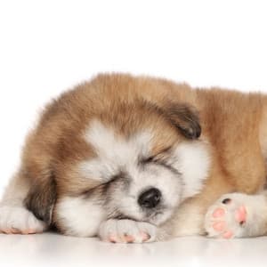 Ambient Music Dreamscape: Peaceful Dog Moments - Sounds Of Calm