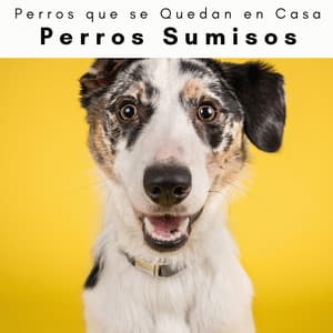 4 Patas: Perros Sumisos - Perros que se Quedan en Casa