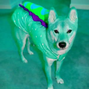 Mysterious Backdrop for Calm Doggo - Dog Music