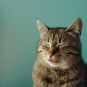 Mascotas Relajantes: Sonidos De Animales Lofi - El relajante para gatos