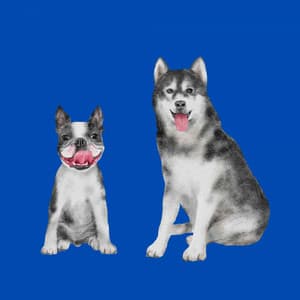 Background Music for Joyous Hounds - Dog Music Therapy