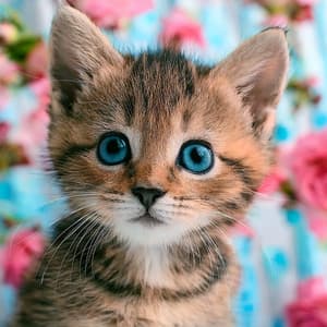 Música Para Gatos Que Duermen En Las Ventanas Y Gobiernan Tu Mundo - Música para gatos Deluxe