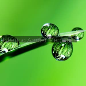 Fleeting Amber Memories - Eon Wilder