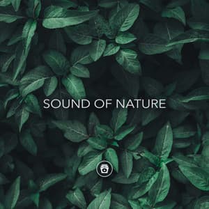 Sound Of Nature - Hypnosis Therapy
